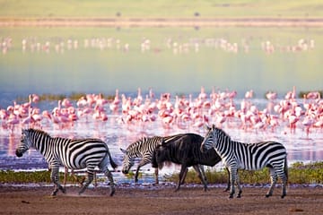 lac manyara, safari sur mesure, afrique, safaris authentiques en Tanzanie , voyage safari. Blog voyages by Laurence | La Voyagerie