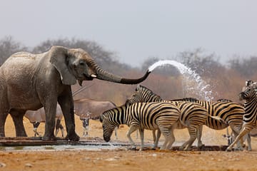 elephants, zèbres, tanzanie, Ouganda, afrique. Blog voyages by Laurence | La Voyagerie