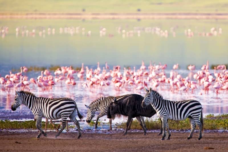 lac manyara, safari sur mesure, afrique, voyage safari