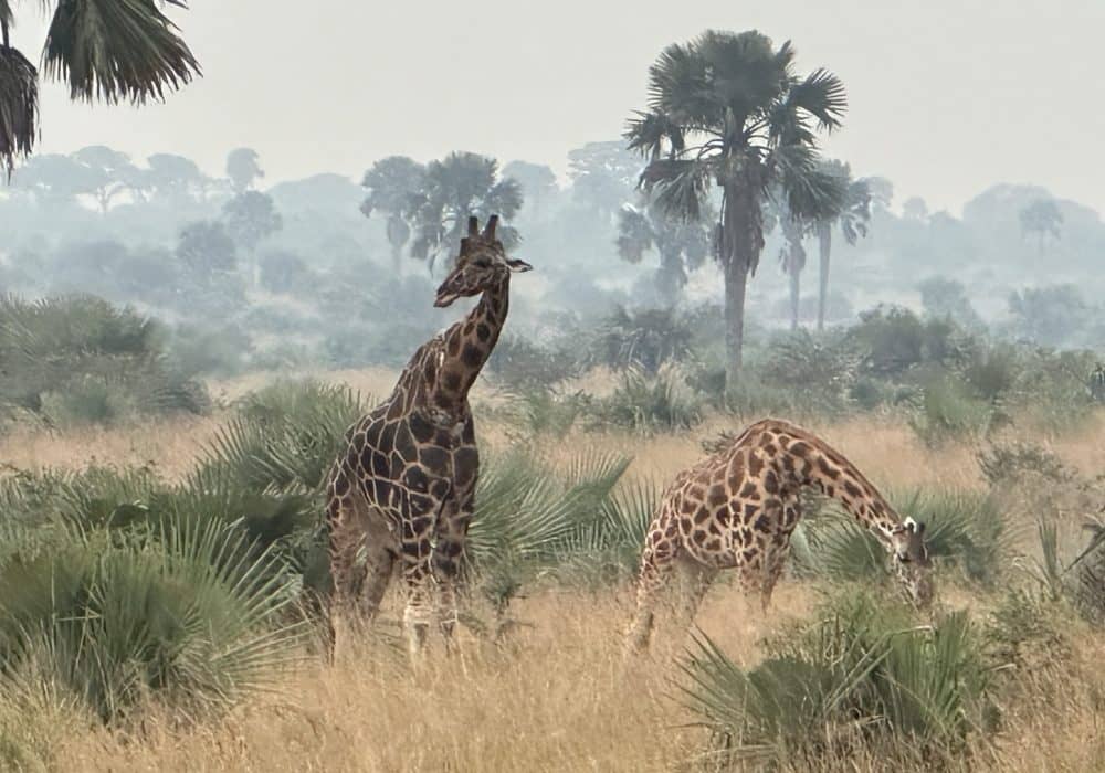 queen Elisabeth national park, Ouganda, Afrique
